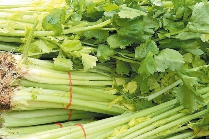 Chinese celery