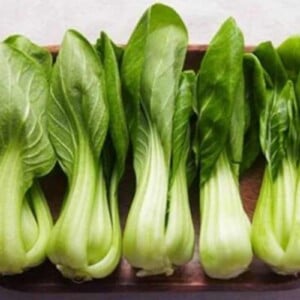 Shanghai bok choy