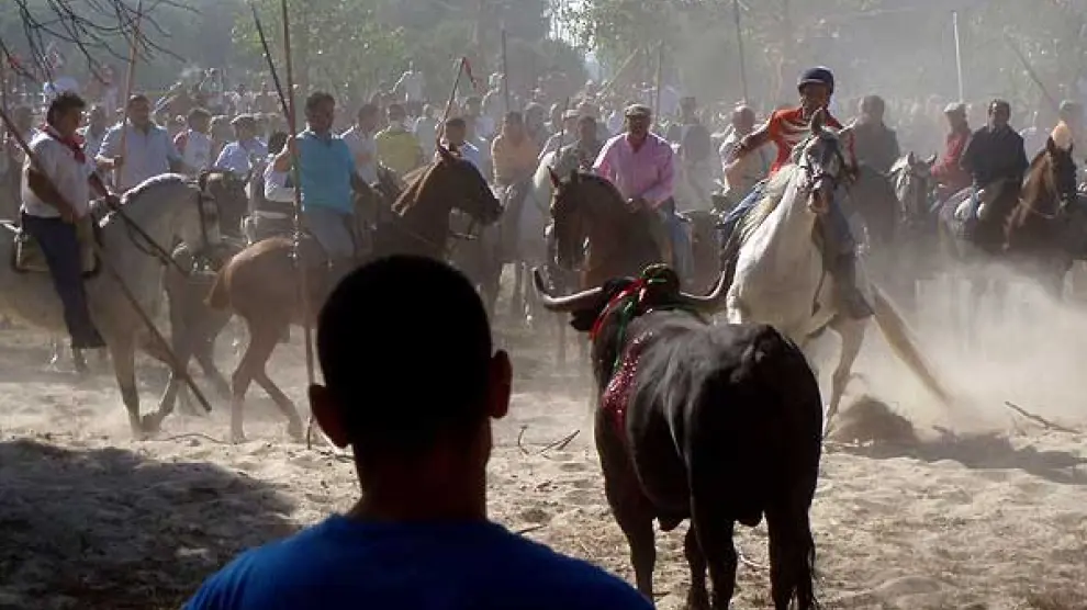 <p>Hay menos festejos sangrientos en España, pero siguen muriendo 28 toros al día</p>