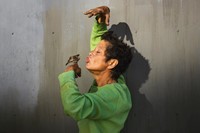 Californian Wildflowers by Pieter Hugo California Homeless 