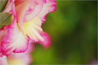 Gladioli Flower Whispers In Profile