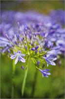 Agapanthus Bloom Natural Paint