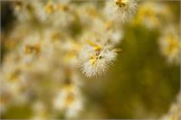 Cream Flower Own Fireworks