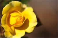 Gold Bunny Rose