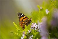 Butterfly On A Diosma Flower