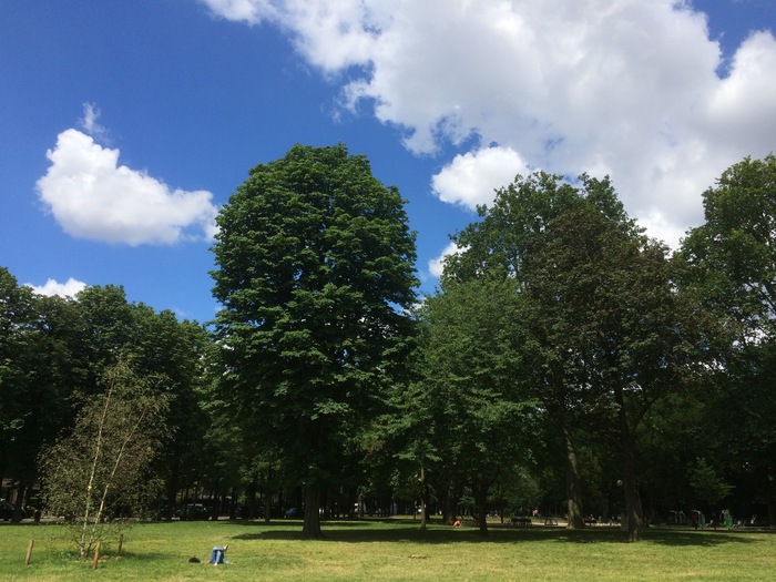 The trees in the Ranelagh Gardens