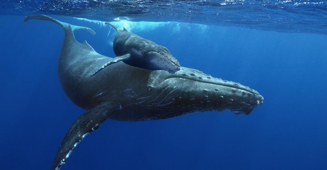 Humpback Whales