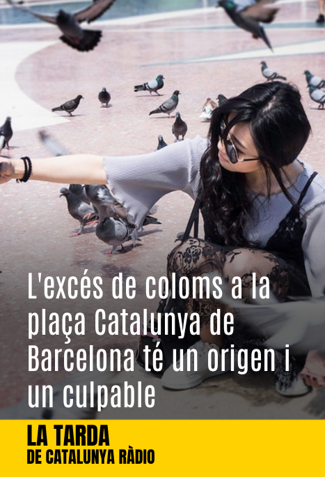 Imatge de:L'excés de coloms a la plaça Catalunya de Barcelona té un origen i un culpable