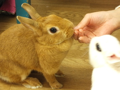 うさぎカフェ うさびびの写真