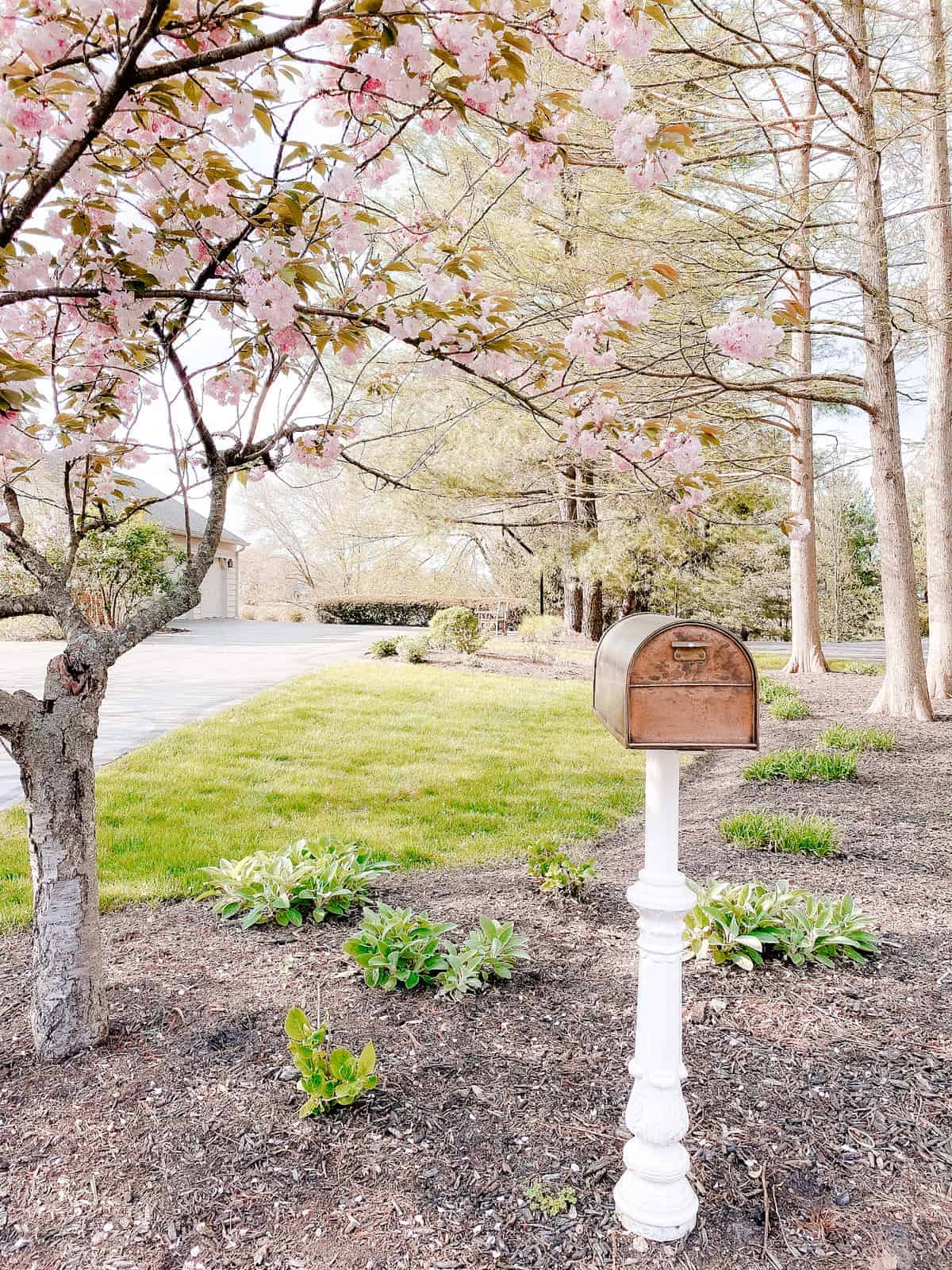 copper mailbox accented by pink blooming tree