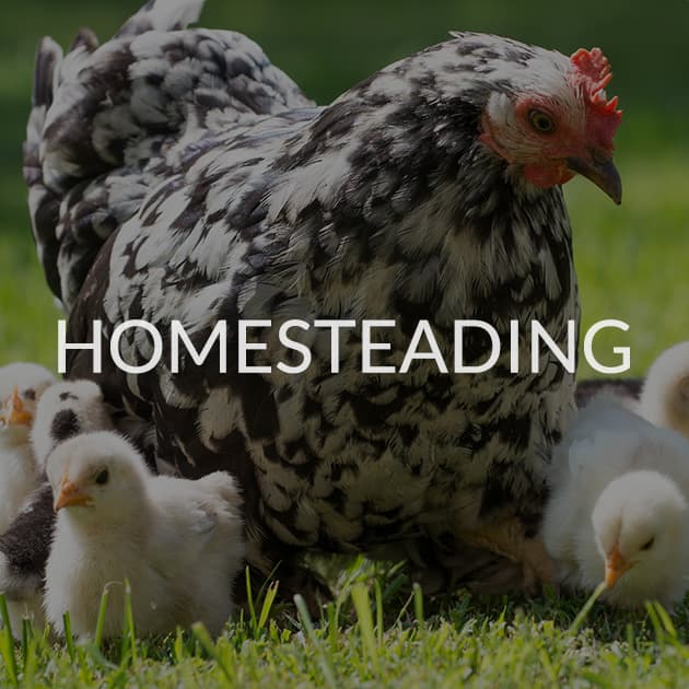 Homesteading