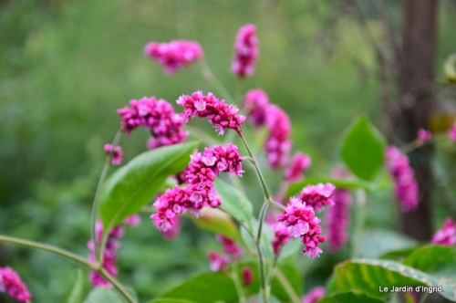 jardin de Thiérry lecetre,mon jardin apres tonte 004.JPG