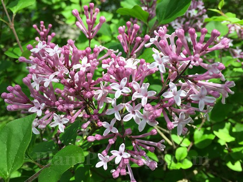 lilac buds