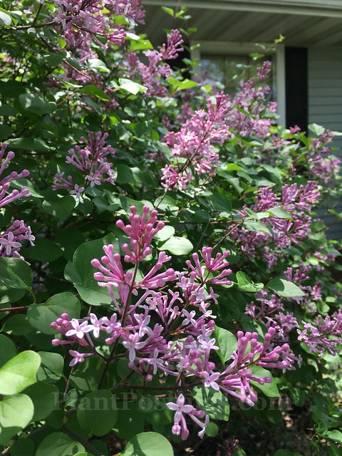 lilac blooms