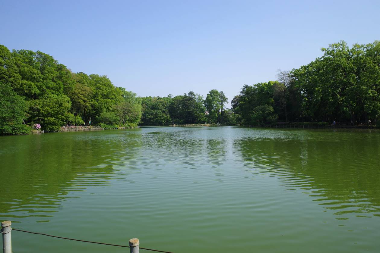 善福寺公園の善福寺池