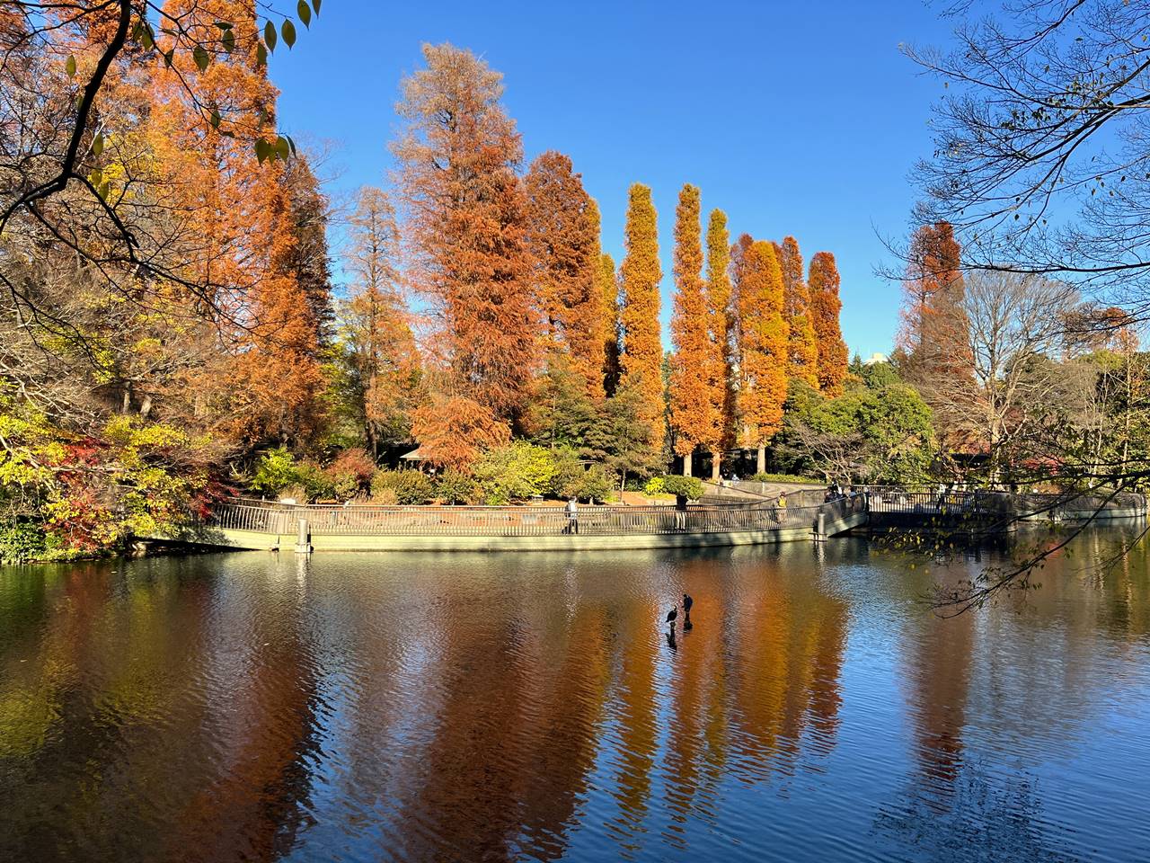 東京の紅葉名所・井の頭公園（吉祥寺）