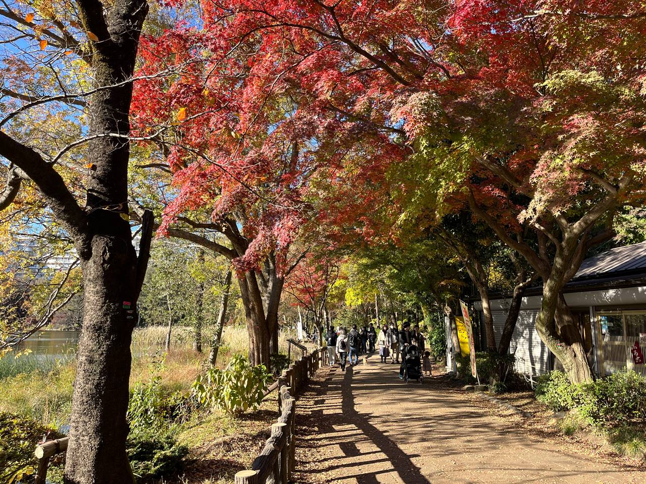 東京の紅葉名所・井の頭公園（吉祥寺）