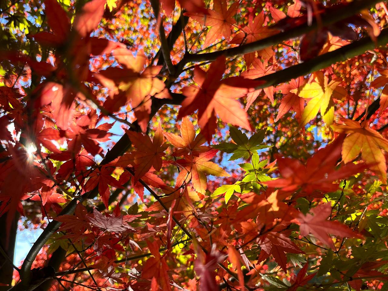 東京の紅葉名所・井の頭公園（吉祥寺）