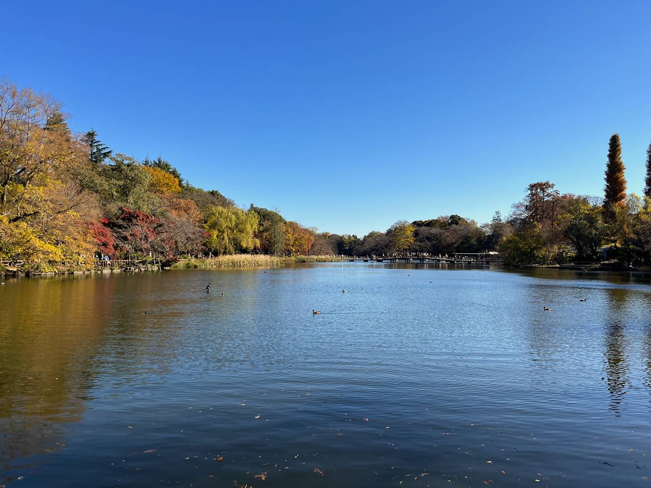 東京の紅葉名所・井の頭公園（吉祥寺）