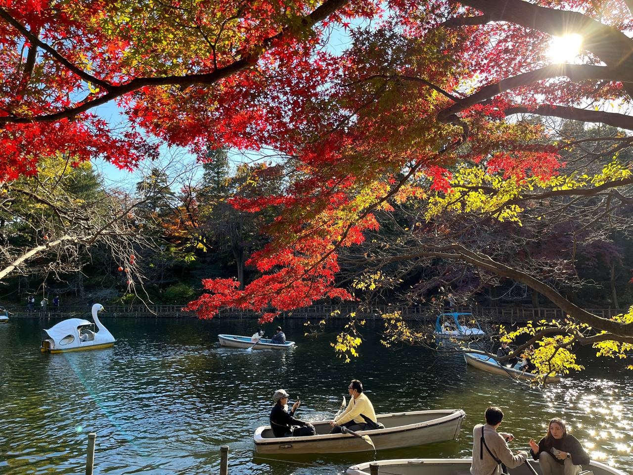 東京の紅葉名所・井の頭公園（吉祥寺）