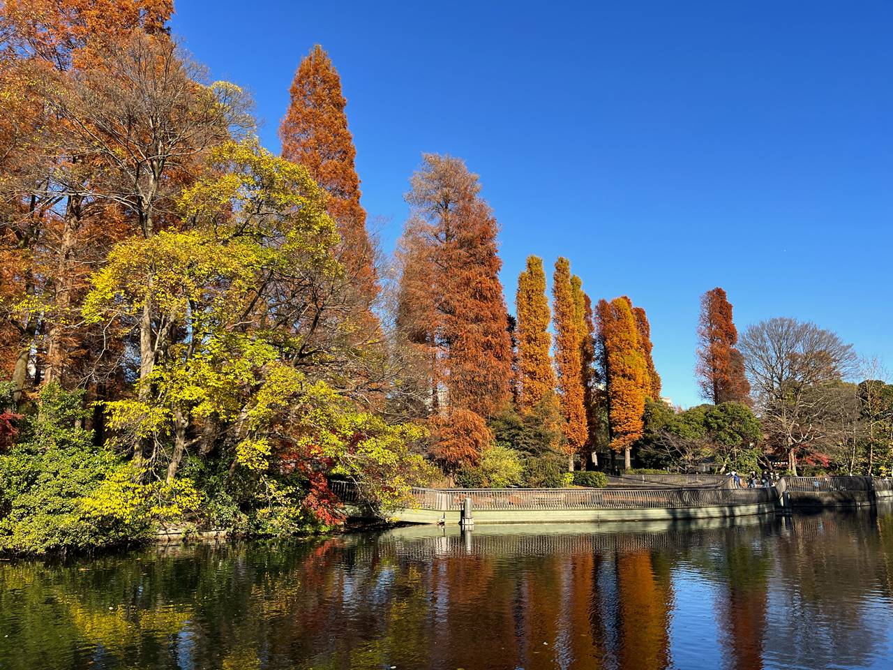 東京の紅葉名所・井の頭公園（吉祥寺）