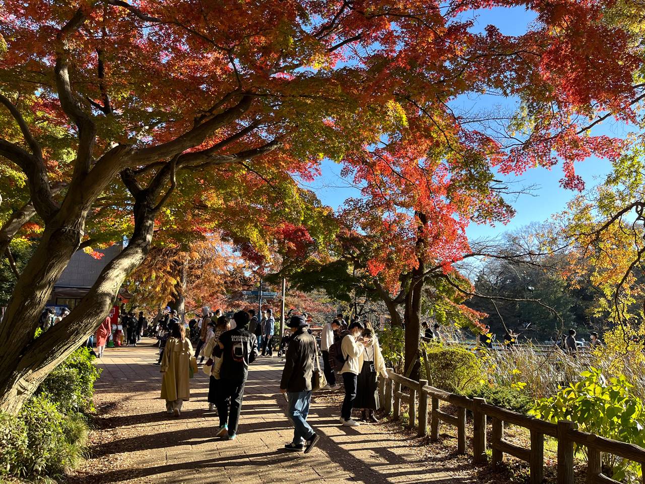 東京の紅葉名所・井の頭公園（吉祥寺）