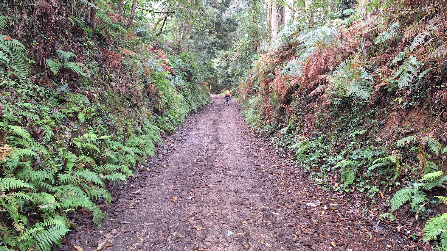 Camino del Norte, erdei út