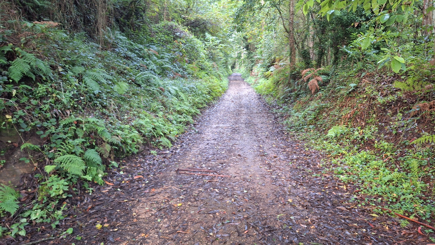 Camino del Norte, erdei út