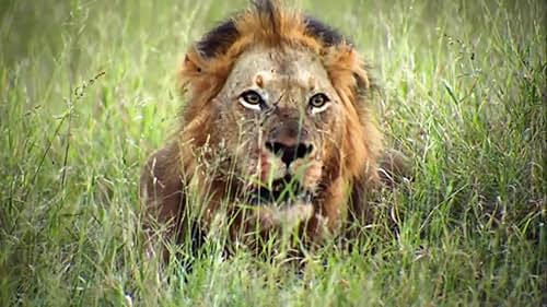 This is a powerful documentary, filmed over a 16 year span, about the rise of a Coalition of six lions, branded The Mapogo Lions, and their takeover of the largest territory by a pride.