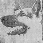 Rin Tin Tin Jr.