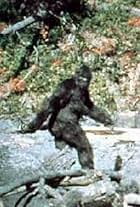 Patterson-Gimlin Film