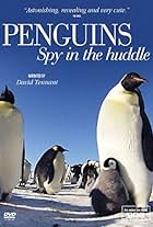 Penguins: Spy in the Huddle (2013)