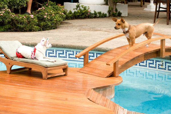 Drew Barrymore, George Lopez, Rusco, and Angel in Beverly Hills Chihuahua (2008)