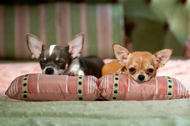 Beverly Hills Chihuahua 2 (2011)