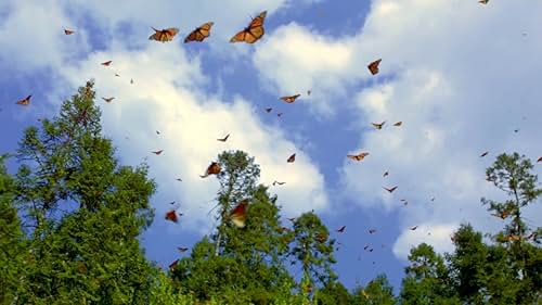 Flight Of The Butterflies: Exploring The Winter Sanctuary