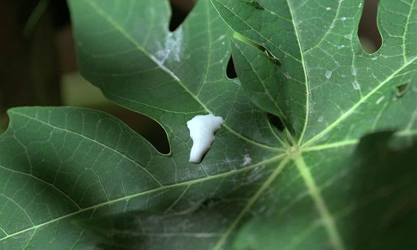 The Scent of Green Papaya (1993)