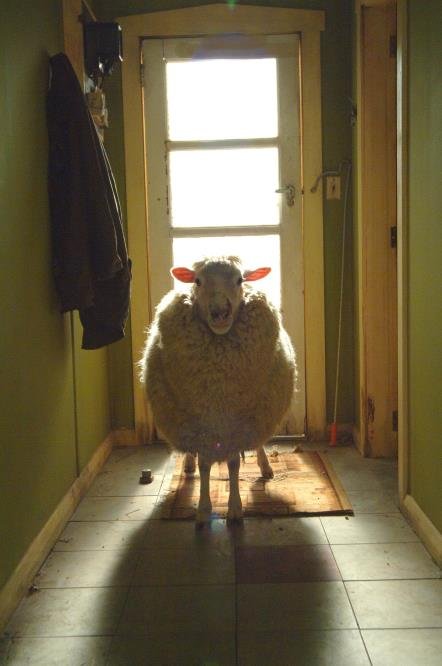 Black Sheep (2006)