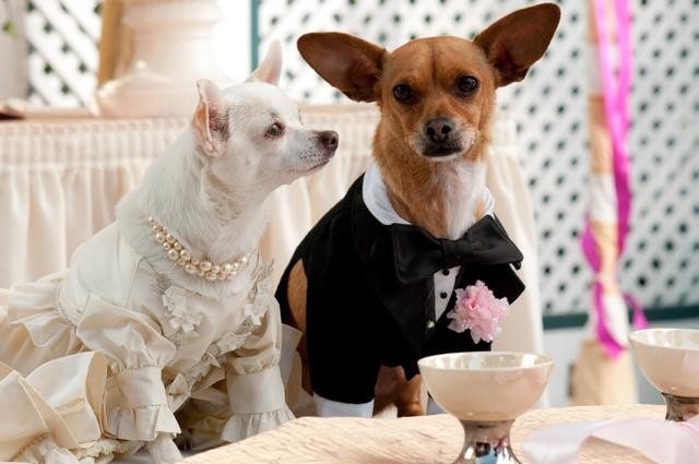 Beverly Hills Chihuahua 2 (2011)