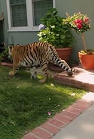 Tiger in My Backyard (2014)