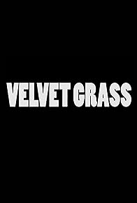 Primary photo for Velvet Grass