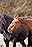 Wild Mustangs reunite at Skydog Sanctuary