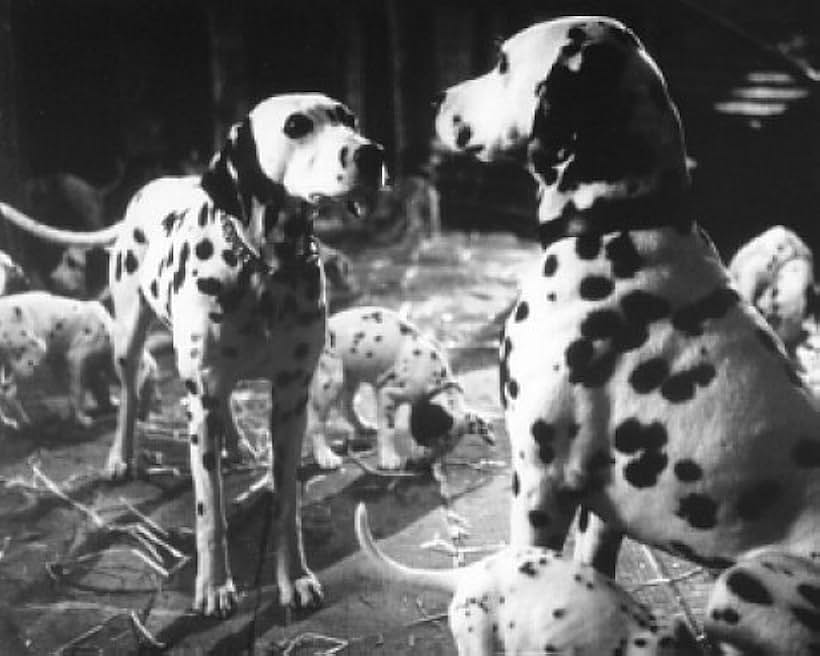 Perdy (left) and Pongo (right) are occupied with their litter of puppies.