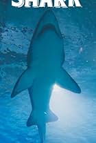 Million Dollar Shark