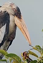 Saving the Storks with David Attenborough