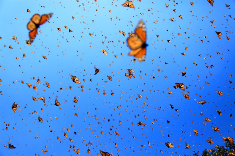 Flight of the Butterflies (2012)