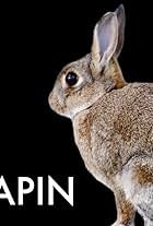 Lapin