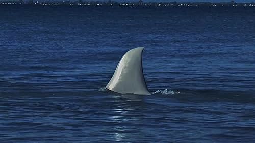 Two divers are exploring underwater caves when they are attacked by a shark, the head of the maritime police joins forces with a young apprentice and a shark hunter to hunt the shark before it takes hold of the beaches.