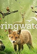 Springwatch