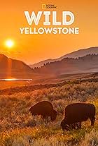 Wild Yellowstone