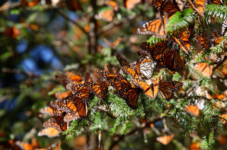 Flight of the Butterflies (2012)